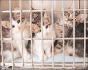 Kittens at a shelter waiting to be adopted
